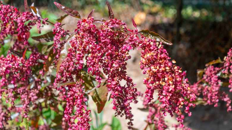 Close up of red orach in bloom