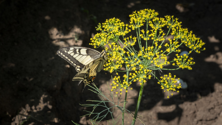 a swallowtail butterfly on an umbel of fennel flowers
