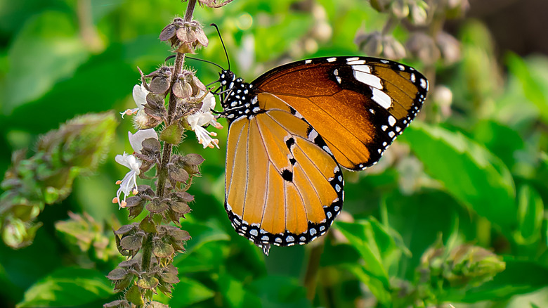 an orange-and-black butterfly taking nectar from a basil flower