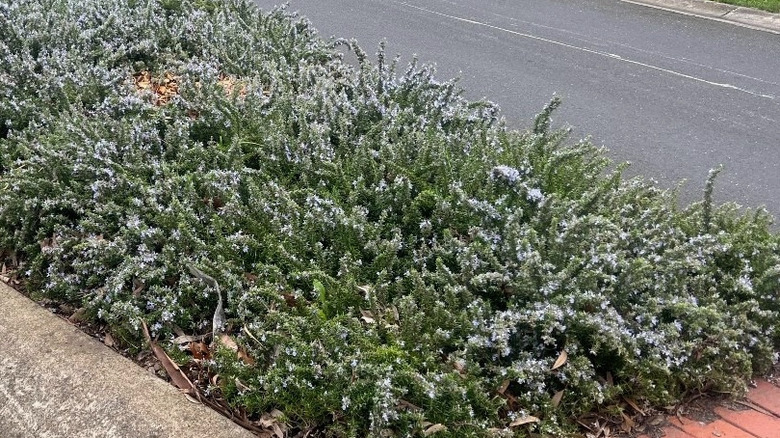 A roadside garden bed full of flowering creeping rosemary growing as a ground cover.