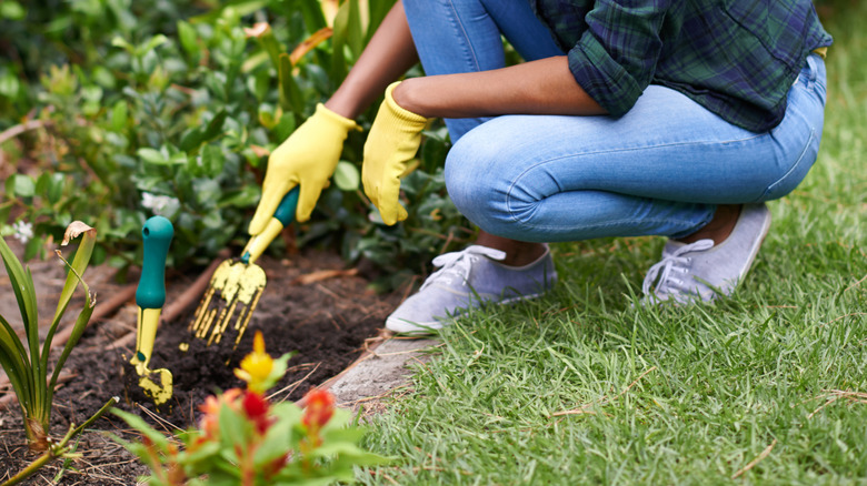 A woman digs in a garden bed with a trowel before planting a ground cover species.