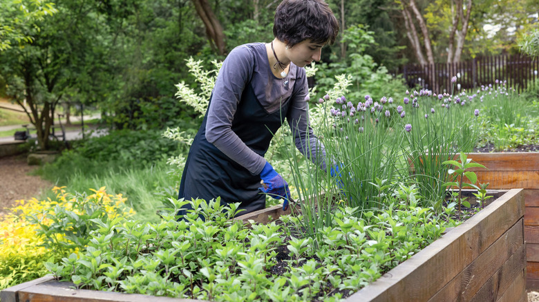 A woman works in a raised garden bed within a large garden.