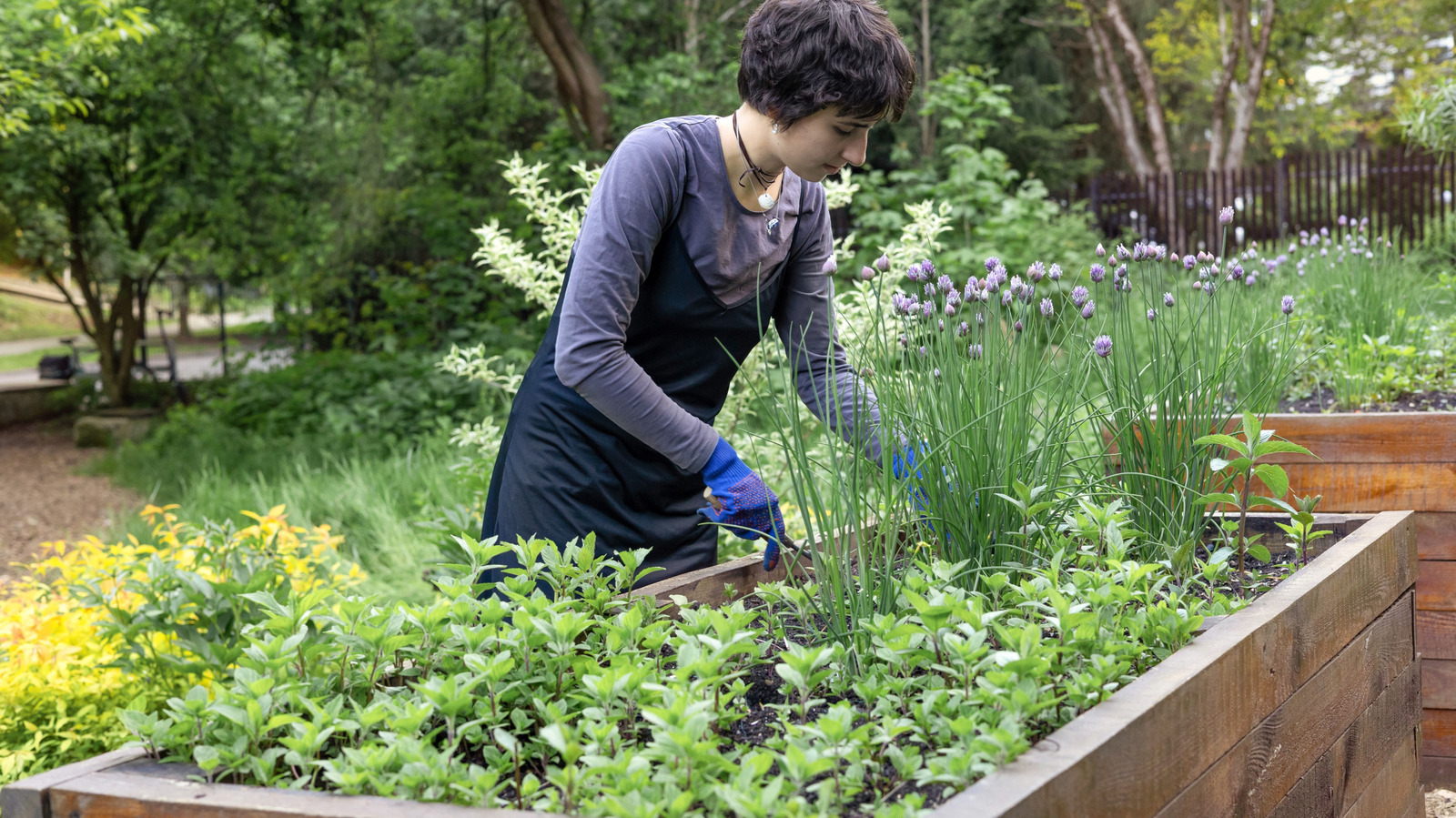 Not Basil, Not Cilantro: The Lemon-Scented Herb With Flowers You'll Want In Your Garden