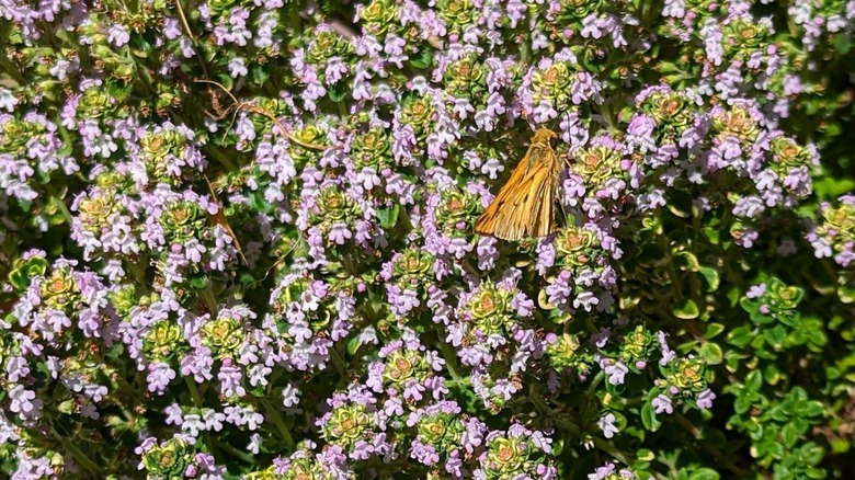 A skipper butterfly perches on a lemon thyme blossoms to drink nectar.