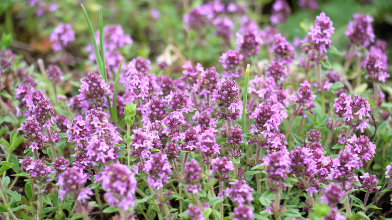 thyme in bloom