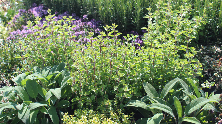 herb garden growing outdoors