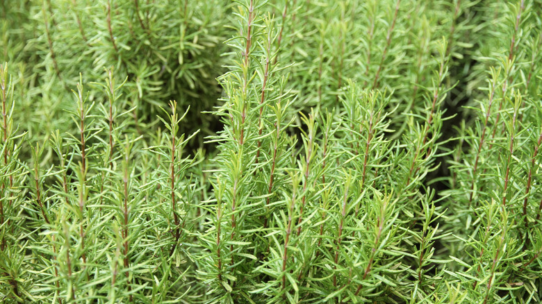closeup on rosemary