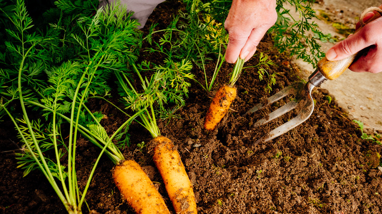 person harvesting healthy carrots