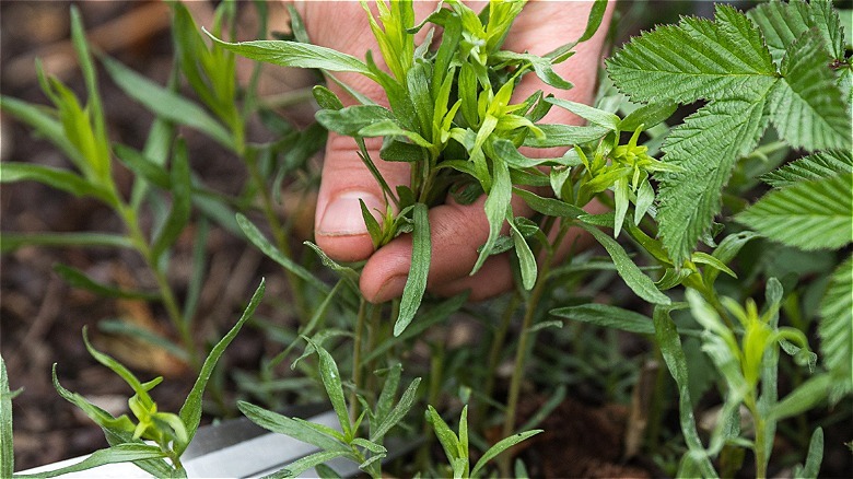 Close-up of a hand holding a fresh tarragon plant for cutting