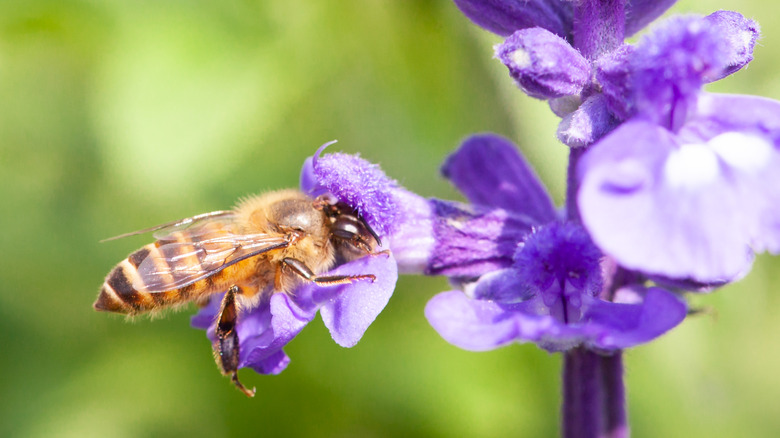 A bee visits a lavandin flower