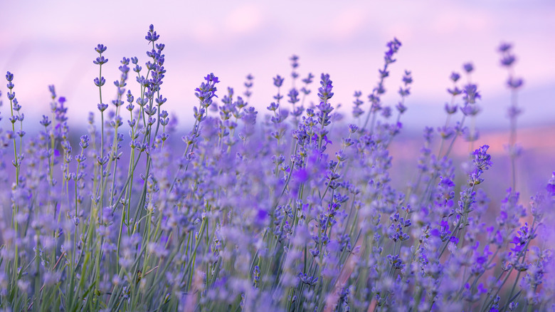 A patch of lavender is seen against a backdrop of a colorful sunset