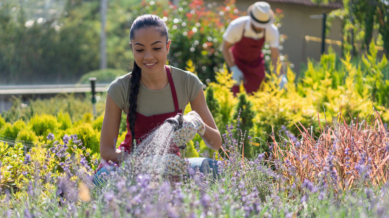 A woman and man are tending to sun-loving plants