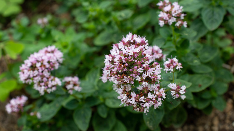 oregano in bloom