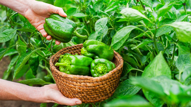 person harvesting pepper plants