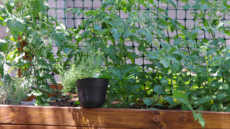 Thyme growing in a black plastic pot placed in a raised garden bed full of young tomato plants.