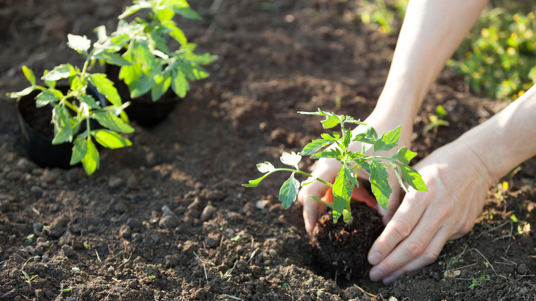 A person planting tomato seedlings in a freshly dug-over garden bed.