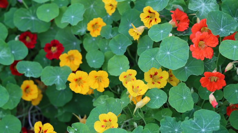nasturtiums make a great ground cover with pretty orange and red flowers and round green leaves