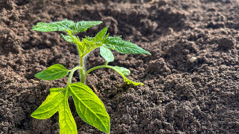 tomato seedling in bare soil