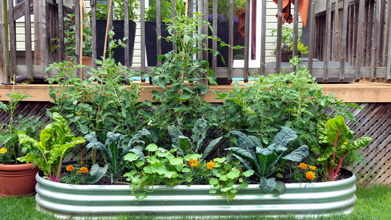 an intercropped bed with tomatoes, kale, and nasturtiums