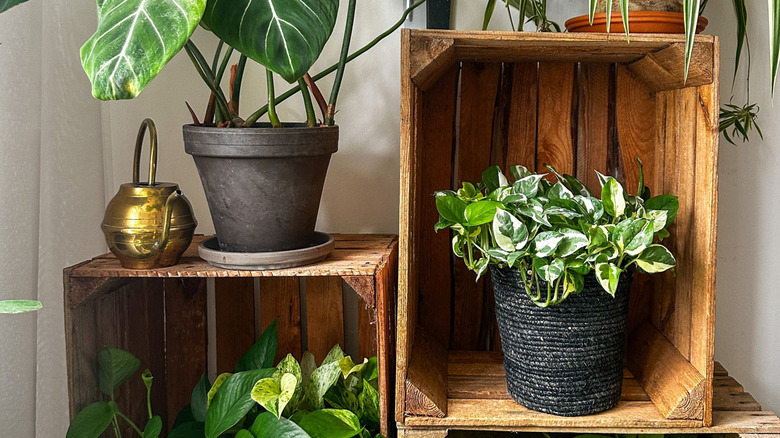 Plants inside and on top of wooden crates.