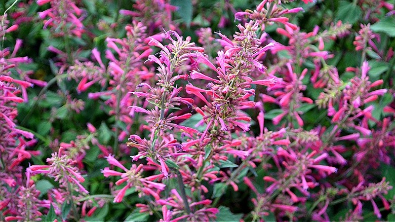 Narrow bright pink-purple flowers are spaced along thin, dark green stems