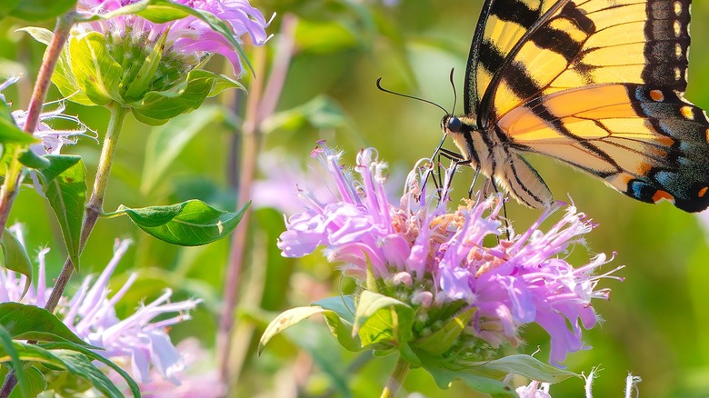 A butterfly lands on bee balm bloom