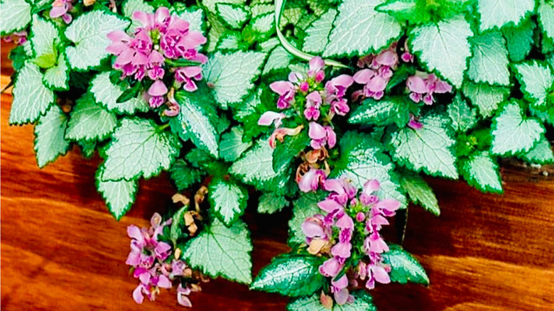 An image of Lamium maculatum 'Orchid Frost Gold' on a wooden background