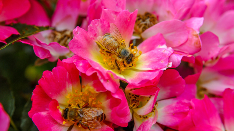 A close-up shot of honeybees on pink flowers
