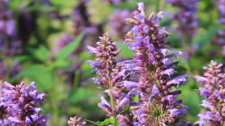 close up of giant hyssop 'Blue Boa' blooms