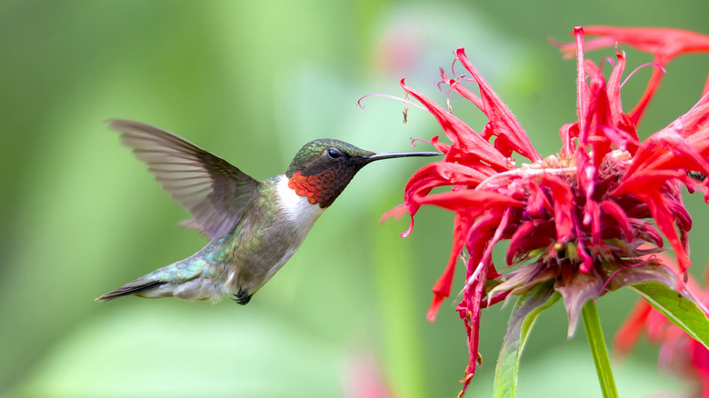 a hummingbird visiting a bee balm flower