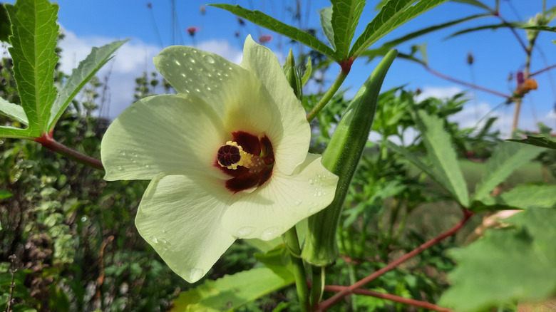 closeup on okra flower beside okra pod