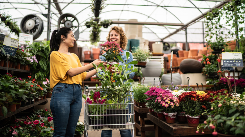 Two woman with a shopping cart shop for flowering annuals in a covered plant nursery.