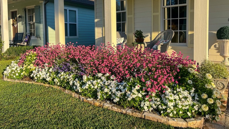 Truffula Pink globe amaranth flowers blooming in front yard garden bed.