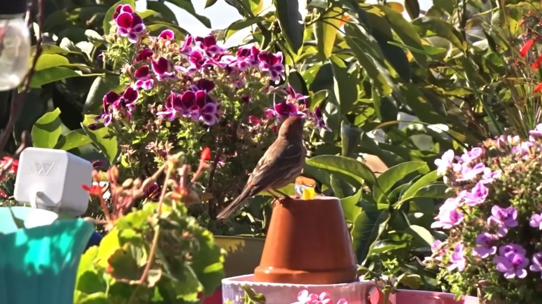 A bird perched on a terracotta pot fountain