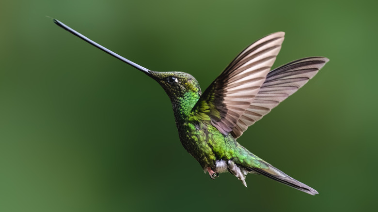 Close-up of a green and black-feathered humming bird in mid-flight