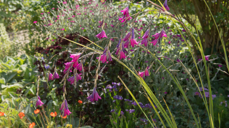 A garden bed full of flowering plants with angel's fishing rod in the foreground.