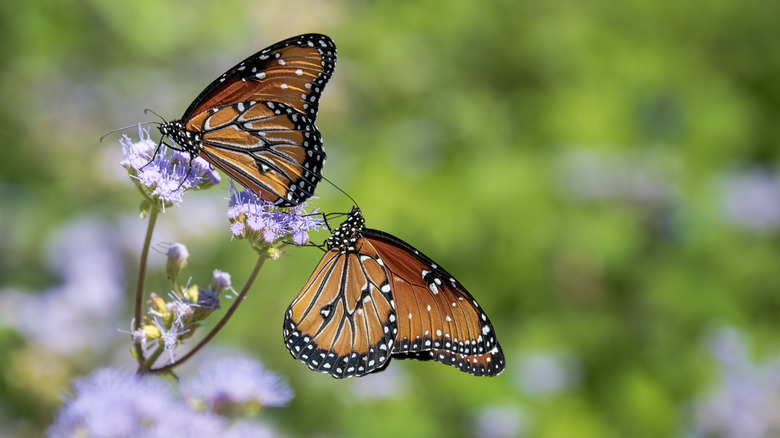 butterflies on Conoclinium greggii flower