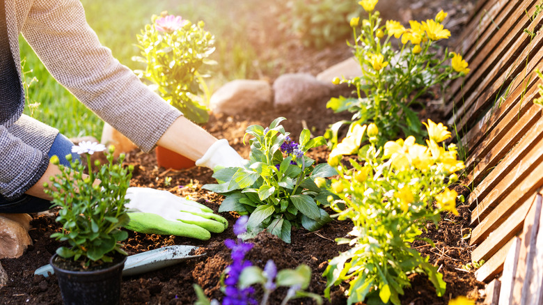 person planting various flowers in garden