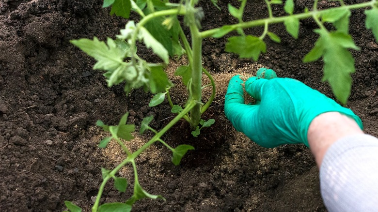 A person fertilizing tomato plants with bone meal