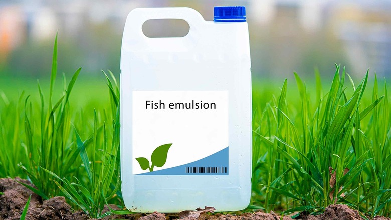 A generic bottle of fish emulsion fertilizer sitting among grass blades