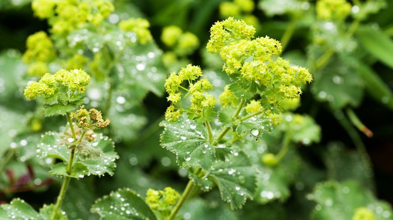 Lady's mantle (Alchemilla mollis) with water droplets on the leaves