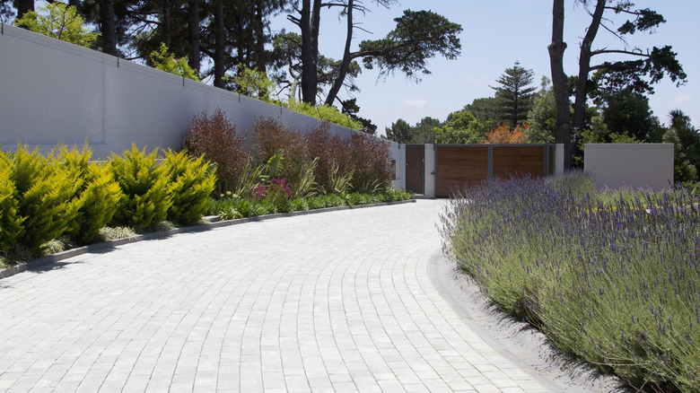 A winding driveway with plants on the edges