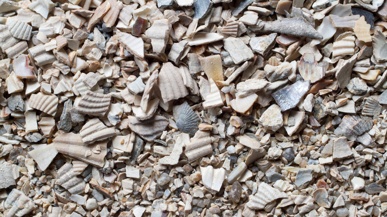 Close up of crushed shell