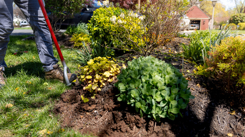 A gardener digging an edge around a garden bed