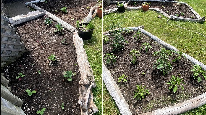 Split image of some garden beds edged with pieces of river wood or driftwood