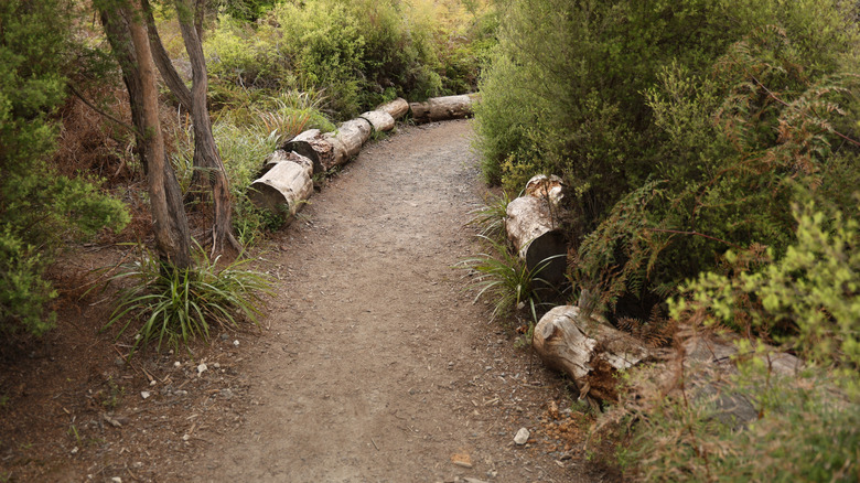 Path with fallen logs as edging