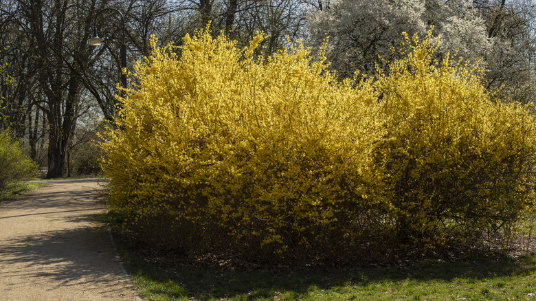 forsythia shrubs growing along path