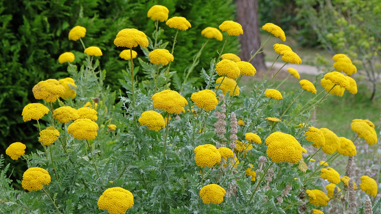 yellow yarrow flowers in bloom