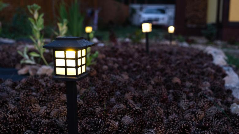 Lights in garden bed at night