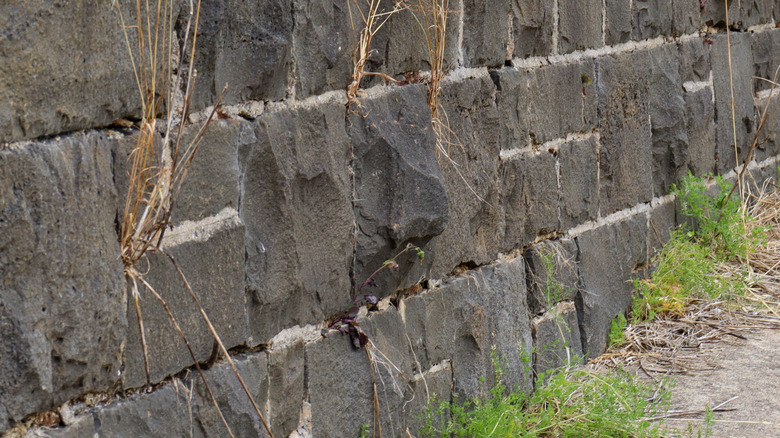 An old bluestone wall with plants growing at the bottom and through cracks in the bricks